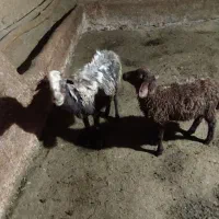 فروش میش وبره