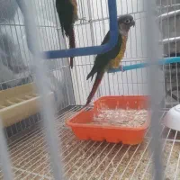 گرینچیک وعروس هلندی|پرنده|شیراز, آزادی|دیوار