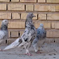 ذات شهری ،دم سفید و سرک|پرنده|شیراز, ارم|دیوار