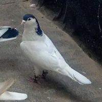 خال سیاه سارسرور جوجه
