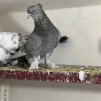 هما سرور شازده همه کاکل پا چکمه