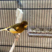 قناری نر مست