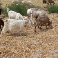 بز زاییده|حیوانات مزرعه|قائن, |دیوار