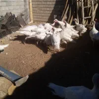 بوقلمون محلی|حیوانات مزرعه|بانه, |دیوار