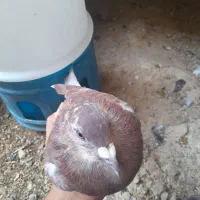 کبوتر|پرنده|کوه چنار, |دیوار