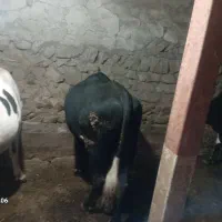 گوساله نر|حیوانات مزرعه|دره رود, |دیوار