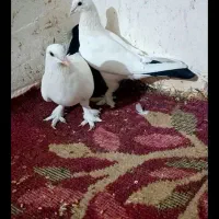 کبوتر عالی نقد ومعاوضه بامرغ عشق|پرنده|بمپور, |دیوار