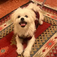 واگذاری سگ شناسنامه دار