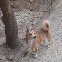 سگ شیبا اینو