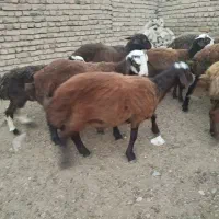 تعداد ۱۳رأس بره نر سبک وسنگین