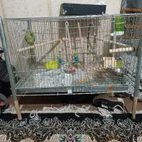قفس بزرگ