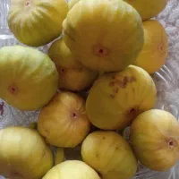 انجیرشیرین عسل تازه