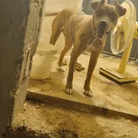 واگذاری سگ پیت بول