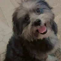 شیتزو نر تقریبا ا ساله|سگ|باسمنج, |دیوار