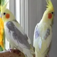 باسلام شش عدد عروس هلندی خانگی سالم وشیطون