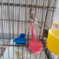 ۲ عدد سره کرمانی|پرنده|خاوران, |دیوار