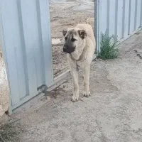 سگ سرابی