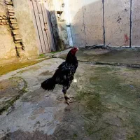 خروس لاری تاجهر