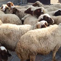 گوسفند اصیل سنجابی