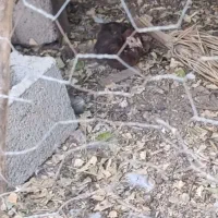 دو مرغ و تعدادی جوجه|حیوانات مزرعه|آبپخش, |دیوار