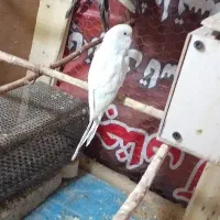 مرغ عشق ماده