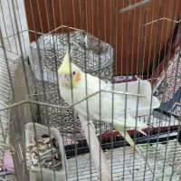 عروس هلندی