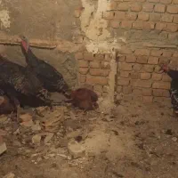 بوقلمون