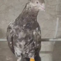 کبوتر