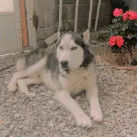 سگ هاسکی تعلیم دیده گوش بگیر