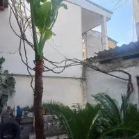 درخت بابا آدم