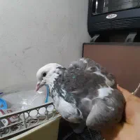 کفتر شازده اصل