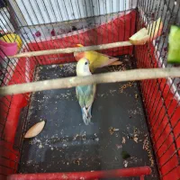 طوطی بزیلی رنگ خاص|پرنده|بروجرد, |دیوار