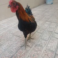 خروس