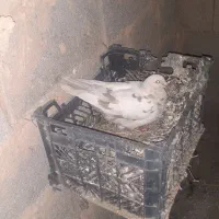 کبوتر کوهی