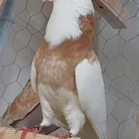 کفتر کبوتر محمد