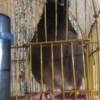 مینا سخنگو وراج