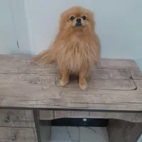 پامر خرسی نر برای جفت زدن و فروشی نیست|سگ|شیراز, پودنک|دیوار