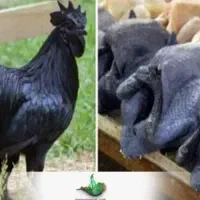 فروش و تخفیف مرغ خروس سیاه سفیددفع بلاو بطلان سح ر