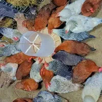 مرغ محلی تخم گذار درجه یک|حیوانات مزرعه|تهران, اوین|دیوار