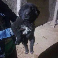 توله سگ گلی