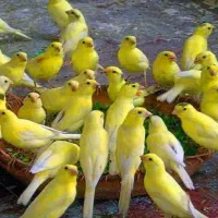 فروش قناری نر