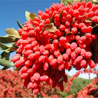 فروش ۵۰۰ متر زمین کشاورزی طبس مسینا