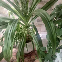 گل زیبا