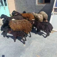میش و بره