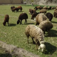 گوسفندفروشی