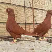 نرو ماده دم سفید عتیقه