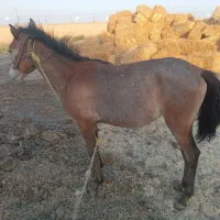 اسب|حیوانات مزرعه|بشاریات, |دیوار
