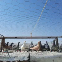 دسه پلاکی|پرنده|شیراز, دشت چنار|دیوار