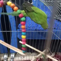 طوطی ملنگو سخنگو ماده پ|پرنده|اصفهان, بهاران|دیوار