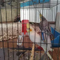 عروس هلندی جفت نرماده|پرنده|بافق, |دیوار